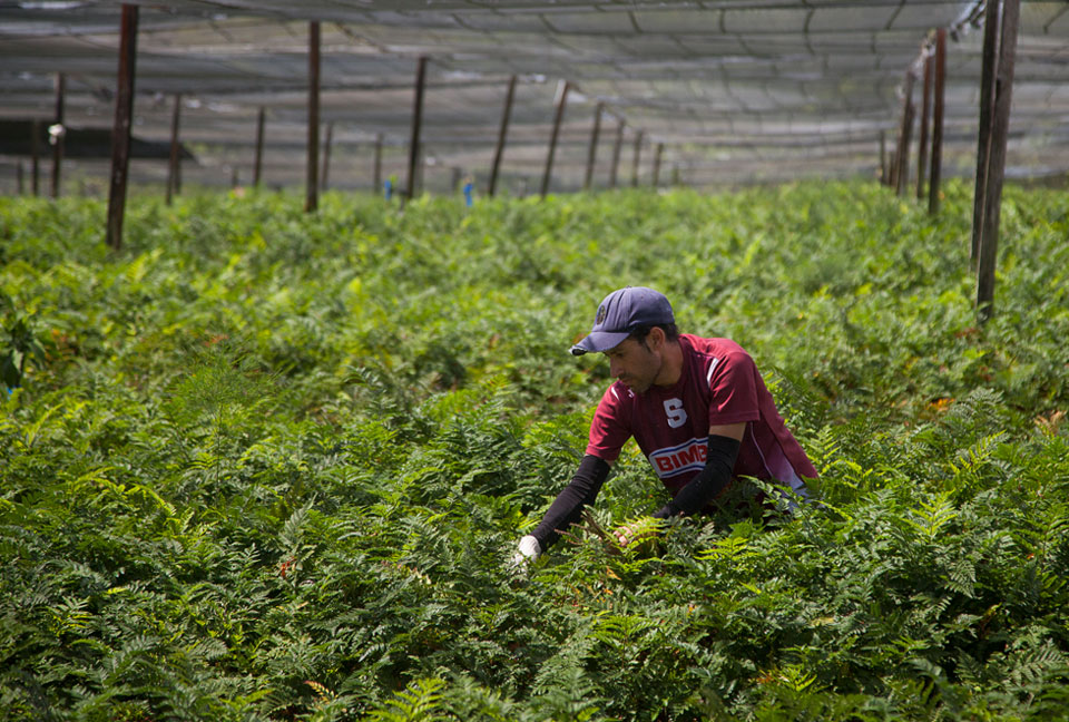 Leather Leaf uses a high amount of organic soil amendments