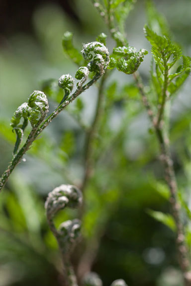 Intragreens, Tree Fern Supplier - Gallery Picture 9